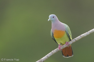 Pink-necked Green Pigeon-170125-109EOS1D-F1X22914-W.jpg (4323 visits) Pink-necked Green Pigeon at Jelutong Tower Pink-necked Green Pigeon-170125-109EOS1D-F1X22914-W.jpg