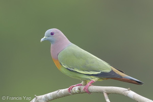 Pink-necked Green Pigeon-170303-109EOS1D-F1X29962-W.jpg (4258 visits) Pink-necked Green Pigeon at Jelutong Tower Pink-necked Green Pigeon-170303-109EOS1D-F1X29962-W.jpg