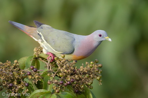 Pink-necked Green Pigeon-170519-100ND500-FYP_2745-W.jpg (4243 visits) Pink-necked Green Pigeon at Jelutong Tower Pink-necked Green Pigeon-170519-100ND500-FYP_2745-W.jpg