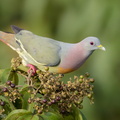 Pink-necked_Green_Pigeon-170519-100ND500-FYP_2745-W.jpg