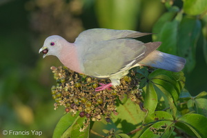 Pink-necked Green Pigeon-170614-111EOS1D-F1X23810-W.jpg (4310 visits) Pink-necked Green Pigeon at Jelutong Tower Pink-necked Green Pigeon-170614-111EOS1D-F1X23810-W.jpg