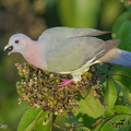 Pink-necked_Green_Pigeon-170614-111EOS1D-F1X23810-W.jpg