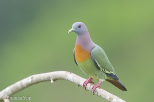 Pink-necked Green Pigeon-180105-115EOS1D-F1X28396-W.jpg (4460 visits) Pink-necked Green Pigeon at Jelutong Tower Pink-necked Green Pigeon-180105-115EOS1D-F1X28396-W.jpg