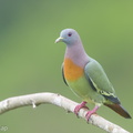 Pink-necked Green Pigeon-180105-115EOS1D-F1X28396-W.jpg