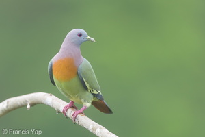 Pink-necked Green Pigeon-180105-115EOS1D-F1X28432-W.jpg (4326 visits) Pink-necked Green Pigeon at Jelutong Tower Pink-necked Green Pigeon-180105-115EOS1D-F1X28432-W.jpg