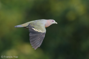Pink-necked Green Pigeon-180725-110ND500-FYP_4436-W.jpg (4208 visits) Pink-necked Green Pigeon at Jelutong Tower Pink-necked Green Pigeon-180725-110ND500-FYP_4436-W.jpg
