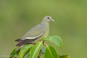 Pink-necked Green Pigeon-200320-113MSDCF-FYP02814-W.jpg (4350 visits) Pink-necked Green Pigeon at Jelutong Tower Pink-necked Green Pigeon-200320-113MSDCF-FYP02814-W.jpg