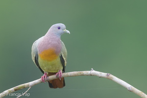 Pink-necked Green Pigeon-220706-151MSDCF-FYP04173-W.jpg (4029 visits) Pink-necked Green Pigeon at Jelutong Tower Pink-necked Green Pigeon-220706-151MSDCF-FYP04173-W.jpg