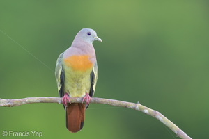 Pink-necked Green Pigeon-230614-206MSDCF-FYP09902-W.jpg (2106 visits) Pink-necked Green Pigeon at Jelutong Tower Pink-necked Green Pigeon-230614-206MSDCF-FYP09902-W.jpg