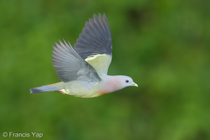 Pink-necked Green Pigeon-250105-254MSDCF-FYP04117-W.jpg (1645 visits) Pink-necked Green Pigeon at Kranji Marshes Pink-necked Green Pigeon-250105-254MSDCF-FYP04117-W.jpg