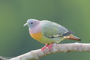 Pink-necked Green Pigeon-250404-102FRYAP-FYA02753-W.jpg (1539 visits) Pink-necked Green Pigeon at Jelutong Tower Pink-necked Green Pigeon-250404-102FRYAP-FYA02753-W.jpg