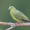 Pink-necked Green Pigeon-260213-153FRYAP-FYA09370-W.jpg