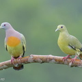 Pink-necked Green Pigeon-260227-157FRYAP-FYA00796-W.jpg