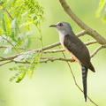 Plaintive_Cuckoo-110313-101EOS1D-FYAP0487-W.jpg