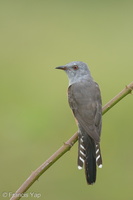 Plaintive Cuckoo-130808-109EOS1D-FY1X6552-W.jpg