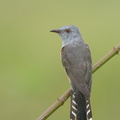 Plaintive Cuckoo-130808-109EOS1D-FY1X6552-W.jpg