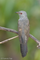 Plaintive Cuckoo-160701-101EOS1D-F1X27461-W.jpg