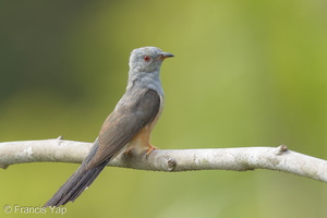 Plaintive Cuckoo-160701-101EOS1D-F1X27535-W.jpg