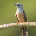 Plaintive_Cuckoo-160708-101EOS1D-F1X29901-W.jpg