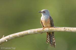 Plaintive Cuckoo-160708-102EOS1D-F1X20118-W.jpg