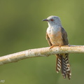 Plaintive_Cuckoo-160708-102EOS1D-F1X20118-W.jpg