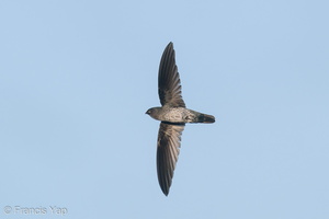Plume-toed Swiftlet-200419-115MSDCF-FYP07206-W.jpg (4602 visits) Plume-toed Swiftlet at Bukit Drive Plume-toed Swiftlet-200419-115MSDCF-FYP07206-W.jpg
