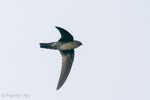 Plume-toed Swiftlet-210129-129MSDCF-FYP07618-W.jpg (4561 visits) Plume-toed Swiftlet at Jelutong Tower Plume-toed Swiftlet-210129-129MSDCF-FYP07618-W.jpg