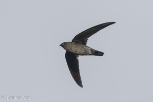 Plume-toed Swiftlet-210521-110MSDCF-FRY09999-W.jpg (4531 visits) Plume-toed Swiftlet at Bukit Drive Plume-toed Swiftlet-210521-110MSDCF-FRY09999-W.jpg