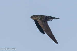 Plume-toed Swiftlet-210521-111MSDCF-FRY00040-W.jpg (4368 visits) Plume-toed Swiftlet at Bukit Drive Plume-toed Swiftlet-210521-111MSDCF-FRY00040-W.jpg