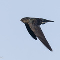 Plume-toed_Swiftlet-210521-111MSDCF-FRY00040-W.jpg