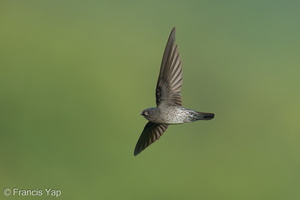 Plume-toed Swiftlet-211223-134MSDCF-FRY00008-W.jpg (4638 visits) Plume-toed Swiftlet at Jelutong Tower Plume-toed Swiftlet-211223-134MSDCF-FRY00008-W.jpg