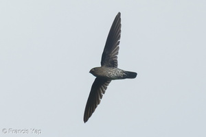 Plume-toed Swiftlet-250312-100FRYAP-FYA02309-W.jpg (1683 visits) Plume-toed Swiftlet at Jelutong Tower Plume-toed Swiftlet-250312-100FRYAP-FYA02309-W.jpg