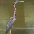 Purple_Heron-101015-103EOS7D-IMG_5599-W.jpg