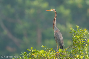 Purple Heron-180523-109ND500-FYP_8303-W.jpg (1403 visits) Purple Heron at MacRitchie Reservoir Purple Heron-180523-109ND500-FYP_8303-W.jpg