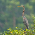 Purple_Heron-180523-109ND500-FYP_8303-W.jpg