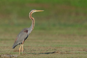 Purple Heron-220106-135MSDCF-FRY04282-W.jpg