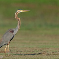 Purple_Heron-220106-135MSDCF-FRY04282-W.jpg