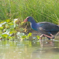 Purple_Swamphen-120628-112EOS1D-FYAP0473-W.jpg