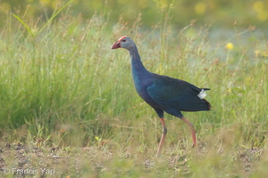 Purple Swamphen-120628-112EOS1D-FYAP0795-W.jpg