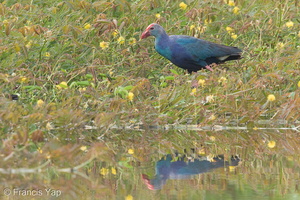 Purple Swamphen-120712-112EOS1D-FYAP3361-W.jpg