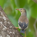 Red-billed_Starling-221226-161MSDCF-FYP04144-W.jpg
