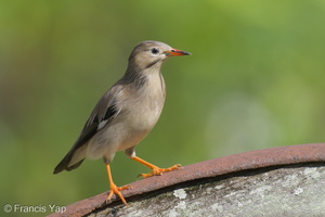 Red-billed Starling-221228-161MSDCF-FYP04598-W.jpg