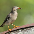 Red-billed_Starling-221228-161MSDCF-FYP04598-W.jpg