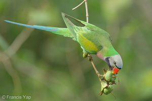 Red-breasted Parakeet-220101-135MSDCF-FRY03860-W.jpg
