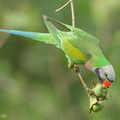 Red-breasted_Parakeet-220101-135MSDCF-FRY03860-W.jpg
