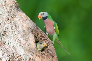Red-breasted Parakeet-250706-113FRYAP-FYA03011-W.jpg (655 visits) Red-breasted Parakeet at Bukit Merah Red-breasted Parakeet-250706-113FRYAP-FYA03011-W.jpg