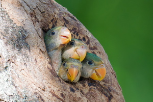 Red-breasted Parakeet-250706-113FRYAP-FYA04062-W.jpg (650 visits) Red-breasted Parakeet at Bukit Merah Red-breasted Parakeet-250706-113FRYAP-FYA04062-W.jpg
