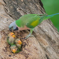 Red-breasted_Parakeet-250711-114FRYAP-FYA08044-W.jpg