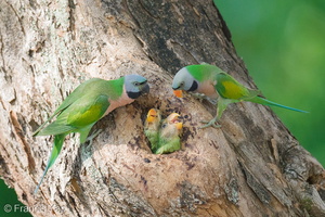 Red-breasted Parakeet-250714-115FRYAP-FYA00118-W.jpg (656 visits) Red-breasted Parakeet at Bukit Merah Red-breasted Parakeet-250714-115FRYAP-FYA00118-W.jpg