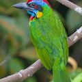 Red-crowned_Barbet-110512-106EOS7D-IMG_8085-W.jpg